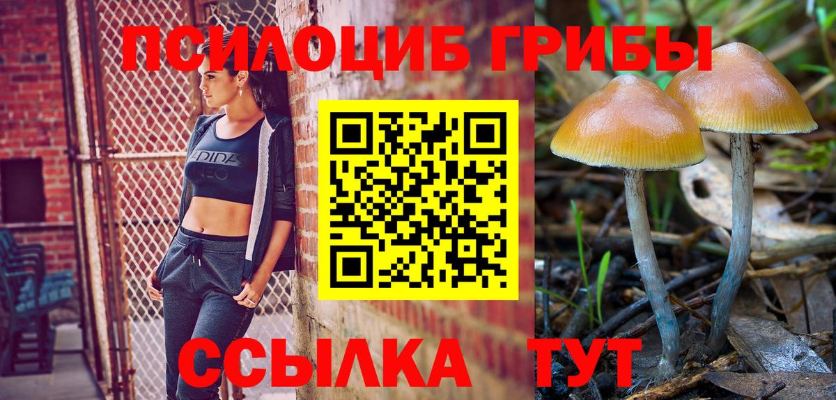Асино  Псилоцибиновые грибы GOLDEN TEACHER  Вход с VPN  Псилоцибиновые грибы Psilocybine cubensis 