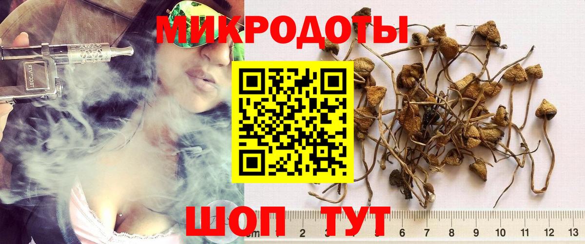 Галлюциногенные грибы Psilocybine cubensis Асино